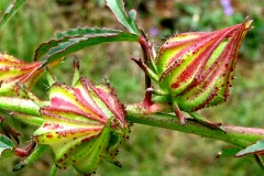 Immature-fruits-of-Kenaf