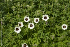 Kenaf-plant-growing-wild