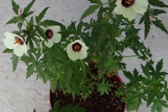 Kenaf-plant-grown-on-pot