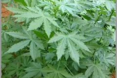Leaves-of-Kenaf
