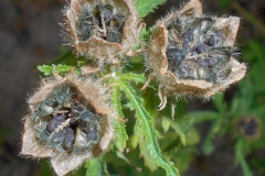 Matured-seed-heads-or-fruit-of-Kenaf