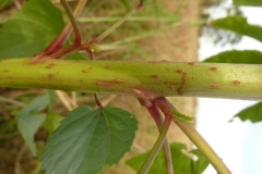 Stem-of-Kenaf-plant