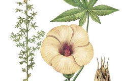 Plant-Illustration-of-Kenaf