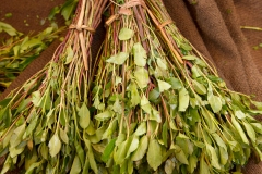 Bunch-of-Khat