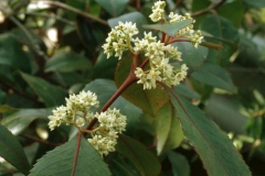 Flowers-of-Khat