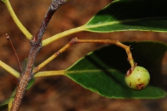 Fruit-of-Khat-plant
