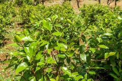 Khat-Plant