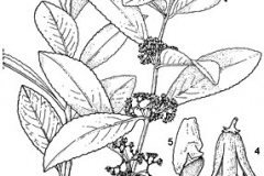 Plant-Illustration-of-Khat-plant