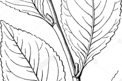 Sketch-of-Khat-plant