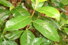 Tender-leaves-of-Khat-plant