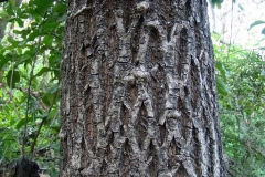 Bark-of-Khirni