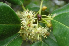 Flowers-of-Khirni