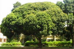 Khirni-Tree