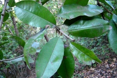 Leaves-of-Khirni