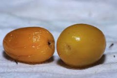 Mature-fruits-of-Khirni