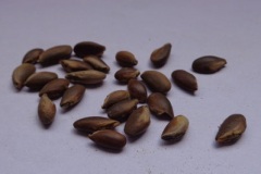 Seeds-of-Khirni