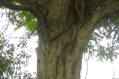 Trunk-of-Khirni