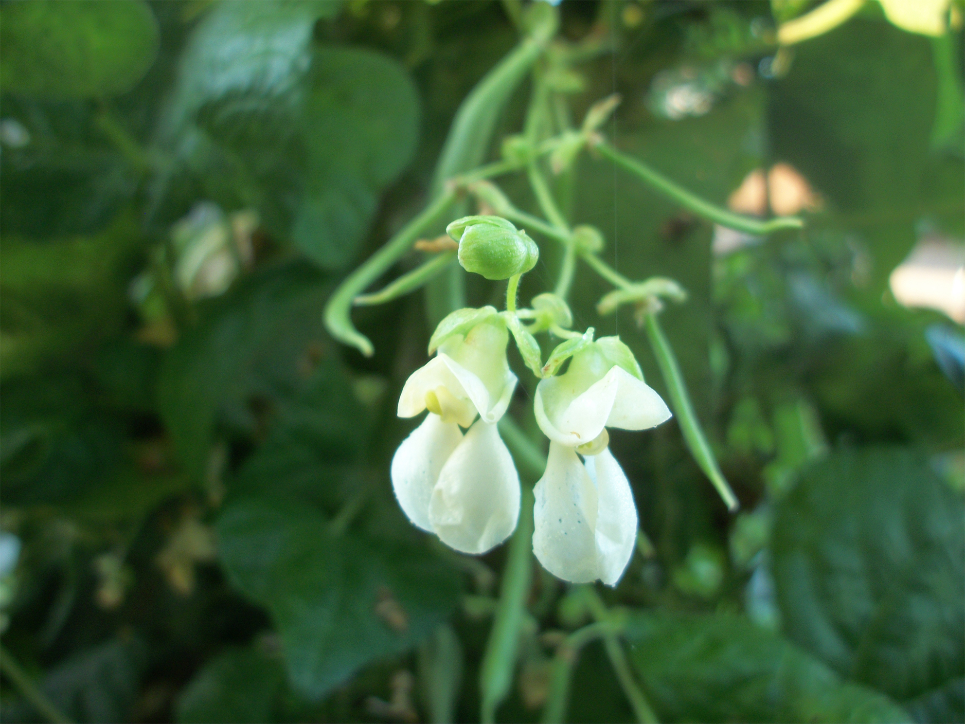 Close-up-flower-of-Kidney-beans