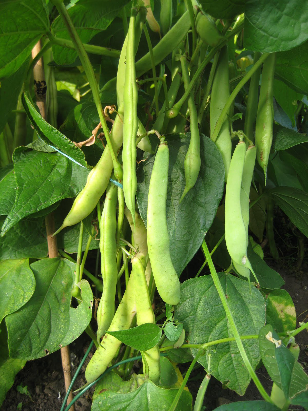 Pods-of-Kidney-beans