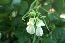 Close-up-flower-of-Kidney-beans