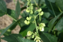 Flower-buds-of-Kidney-beans