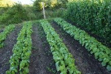 Kidney-beans-farm