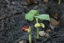 Kidney-beans-seedlings