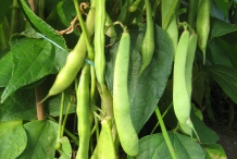 Pods-of-Kidney-beans