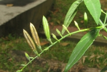 King-of-bitters-buds