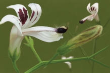 King-of-bitters-flowers