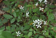 King-of-bitters-foliage-and-flowers