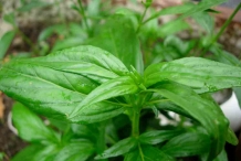 King-of-bitters-leaves