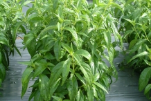 King-of-bitters-plant