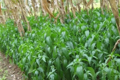 King-of-bitters-farm