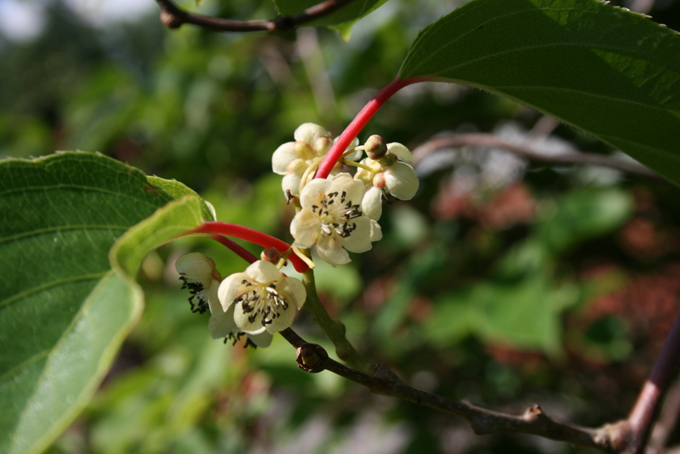 Kiwi-berry-close-up-flower