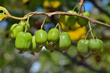 Kiwi-berry-fruit