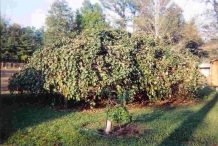 Kiwi-berry-tree