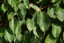 Leaves-of-Kiwi-berry