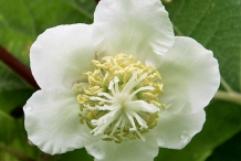 Close-up-flower-of-Kiwifruit