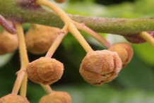 Flower-bud-of-Kiwifruit