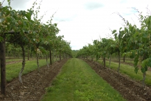 Kiwifruit-farm