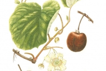Kiwifruit-illustration