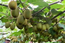 Kiwifruit-in-the-vine