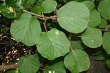 Kiwifruit-leaves