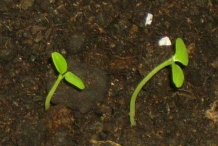 Kiwifruit-seedlings