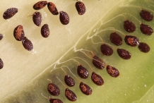 Kiwifruit-seeds