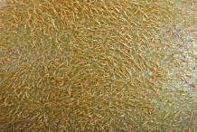 Kiwifruit-skin