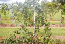 Kiwifruit-vine