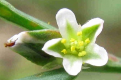 Closer-view-of-Flower-of-Knotgrass