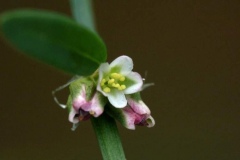 Flower-of-Knotgrass-plant